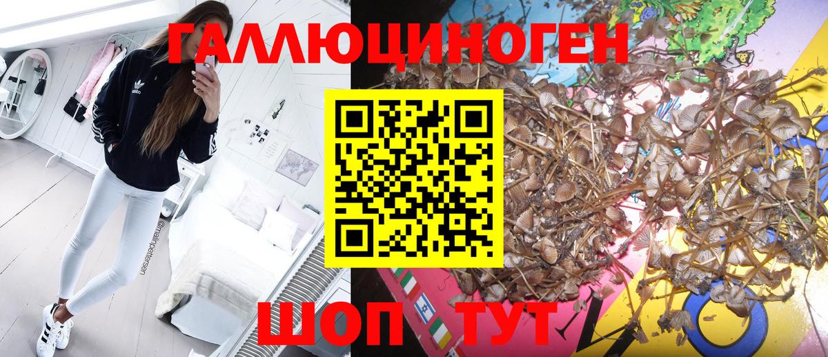 Грозный  Псилоцибиновые грибы мицелий  Вход с VPN  где купить   Псилоцибиновые грибы прущие грибы 